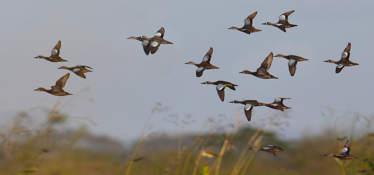 Ducks In Flight
